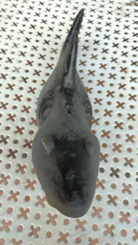 1990s Squalo in Gomma Figure Vintage